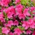 Fushis flowers