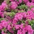 Double Purple flowers