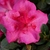 Epic pink flower