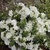 Double white flowers