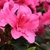 Double dark pink flowers