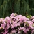 Double pink flowers