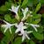 Rhododendron atlanticum