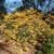 Rhododendron austrinum