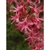 Flowers of Rhododendron ×bakeri 'Clyo Red'