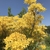 Bright yellow flowers with long tubular corollas