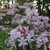Showy flowers appear in the spring.