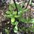 Rhododendron canescens