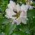 Rhododendron minus