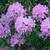 Rhododendron catawbiense 'Roseum Elegans'