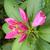Rhododendron catawbiense 'Roseum Elegans'