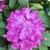 Large showy flower clusters April on Evergreen shrub
