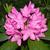 Rhododendron catawbiense 'Roseum Elegans'