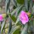 Rhododendron catawbiense 'Roseum Elegans'