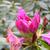 Rhododendron catawbiense 'Roseum Elegans'
