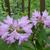 Rhododendron catawbiense