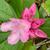 Rhododendron catawbiense 'Roseum Elegans'