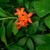 Stem, leaves, flower