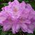 Rhododendron 'Dr. A. Blok' flower in spring in Moore County