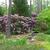 Rhododendron 'Dr. A. Blok' in spring in Moore County