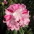 Close-up of a cluster of pink Rhododendron-type flowers.