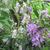 Rhododendron hybrida