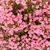 Rhododendron indicum 'Coral Bells'