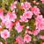 Rhododendron indicum 'Coral Bells'