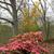 Rhododendron indicum 'Coral Bells'