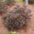 Rhododendron indicum