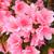 Rhododendron indicum 'Coral Bells'