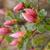 Rhododendron indicum 'Coral Bells'