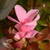 Rhododendron indicum 'Coral Bells'
