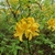 Yellow azalea-like flowers