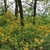 Shrub with yellow azalea-like flowers