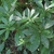 shrub with ovate leaves.