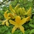 Yellow azalea-like flower