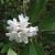 Rhododendron maximum