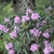 In flower