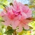 Cluster of pink azalea-like flowers