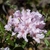 Cluster of pink azalea-like flowers