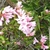 Cluster of pink azalea-like flowers