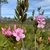 Cluster of pink azalea-like flowers