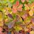 Fall Color Leaf