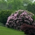 Large, rounded shrub with clusters of pink flowers.
