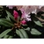 Pink flowers and green leaves