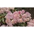 Close up of pink flower clusters