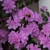 PJM = Blooms