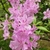 Pink azalea flowers