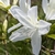 White azalea flowers